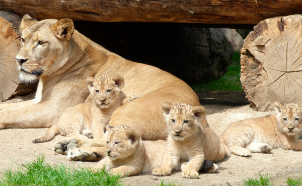 Kampage_2021_Bildmotive-einzeln_1920x1080px_07.2021_01g.jpg ©  Löwenmutter mit Babys ©