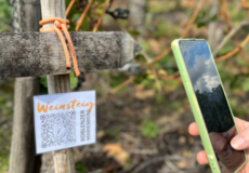 © Weingut Schwaab Handy scannt QR-Code zum Weinsteig Koblenzer Marienberg © Weingut Schwaab