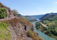 Schmaler Pfad an einem steilen Hang in den Weinbergen mit Blick auf die Mosel, grüne Hügel und eine kleine Ortschaft im Hintergrund  © Koblenz-Touristik, Katharina Röper  Schmaler Pfad an einem steilen Hang in den Weinbergen mit Blick auf die Mosel, grüne Hügel und eine kleine Ortschaft im Hintergrund  © Koblenz-Touristik, Katharina Röper