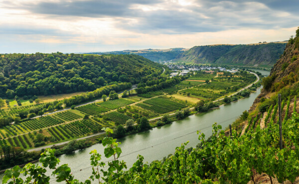 ©  Blick auf die Mosel mit Wald am hinter den Weinfeldern am linken Ufer und einem steilen Hang mit Weinbergen am rechten Ufer ©