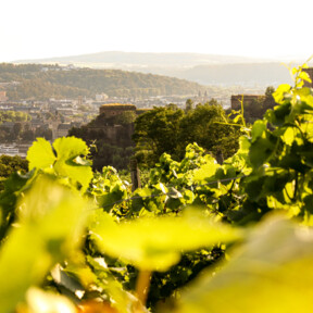 Weinberg Festung Ehrenbreitstein  © Koblenz-Touristik GmbH  Blick über die Weinberge in Ehrenbreitstein auf die Festung Ehrenbreitstein  © Koblenz-Touristik GmbH