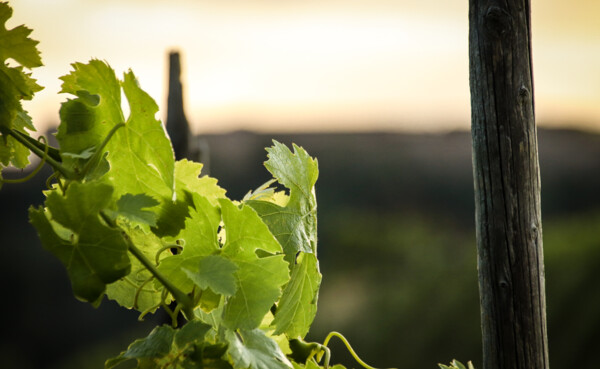 Weinlaub im Sonnenuntergang  © Koblenz-Touristik GmbH, Johannes Bruchhof  Weinlaub im Sonnenuntergang  © Koblenz-Touristik GmbH, Johannes Bruchhof