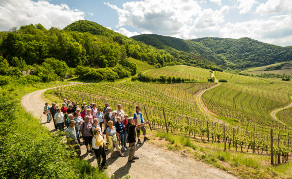 Wanderung durch die Weinberge im Ahrtal  © Dominik Ketz Wanderung durch die Weinberge im Ahrtal  © Dominik Ketz