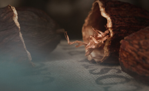 Cacaovrucht © Philip Bruederle  Geopend cacaovrucht © Philip Bruederle