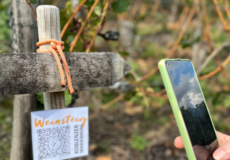 © Weingut Schwaab Handy scannt QR-Code zum Weinsteig Koblenzer Marienberg © Weingut Schwaab