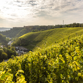 © Rheinland-Pfalz Tourismus GmbH, Dominik Ketz Weinberg hinter Koblenz-Ehrenbreitstein mit Mühlental und Festung Ehrenbreitstein im Hintergrund © Rheinland-Pfalz Tourismus GmbH, Dominik Ketz