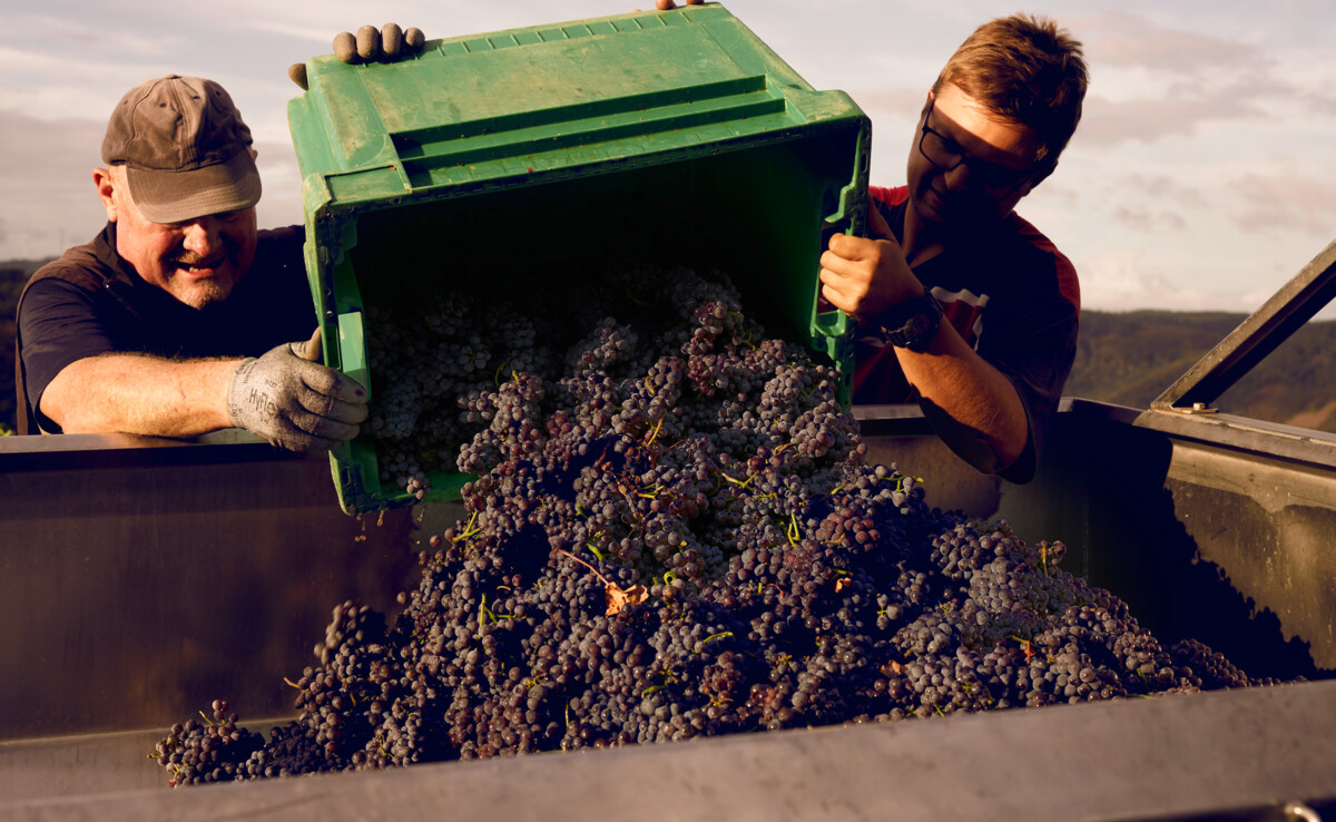 Geerntete Trauben werden umgeschüttet © Koblenz-Touristik / Philip Bruederle Geerntete Trauben werden umgeschüttet © Koblenz-Touristik / Philip Bruederle