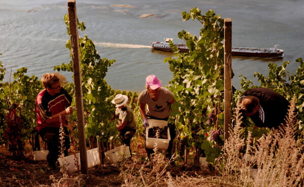 Helfen ernten reife Trauben im Weinberg © Koblenz-Touristik / Philip Bruederle