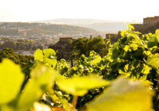 Führungsgruppe im Hof der Festung Ehrenbreitstein auf der Wein und Kultur Führung © Koblenz-Touristik GmbH 