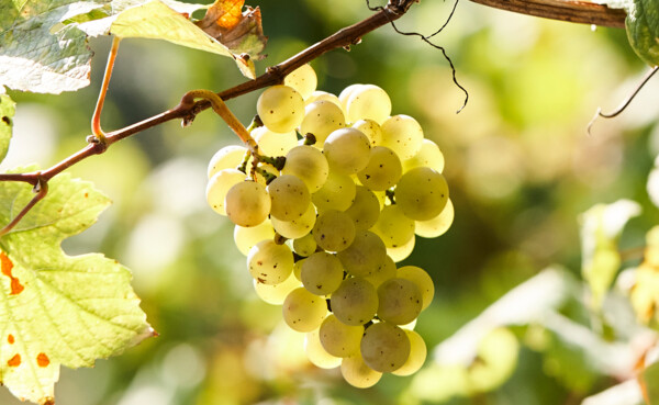 Kampage_2021_Bildmotive-einzeln_1920x1080px_07.2021_01n.jpg ©  Weintrauben hängen von der Rebe ©