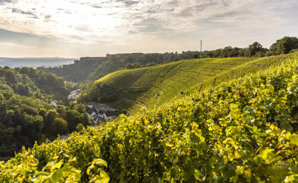 Weinberg hinter Koblenz-Ehrenbreitstein mit Mühlental und Festung Ehrenbreitstein im Hintergrund © Rheinland-Pfalz Tourismus GmbH, Dominik Ketz