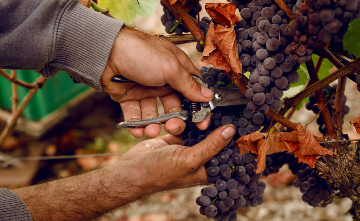 Reife Trauben werden bei der Lese abgeschnitten © Koblenz-Touristik / Philip Bruederle Reife Trauben werden bei der Lese abgeschnitten © Koblenz-Touristik / Philip Bruederle