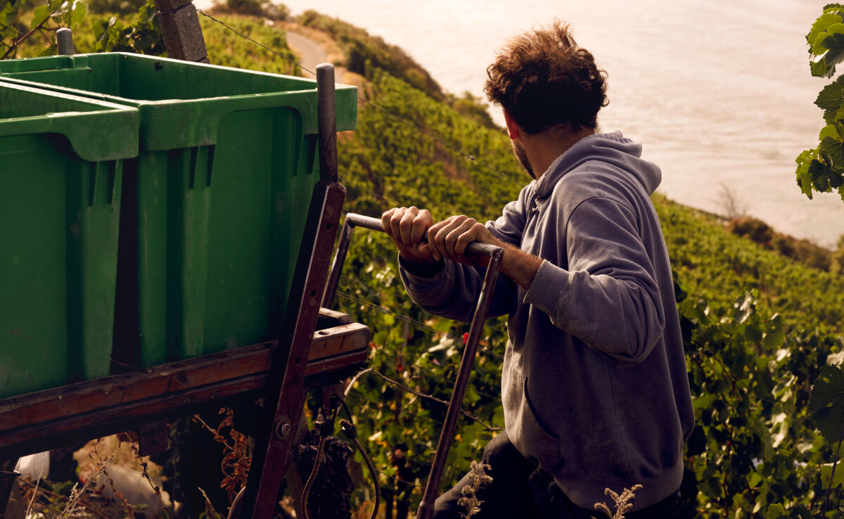 Winzer bei der Weinlese im Weinberg © Koblenz-Touristik, Philip Bruederle Winzer bei der Weinlese im Weinberg © Koblenz-Touristik, Philip Bruederle