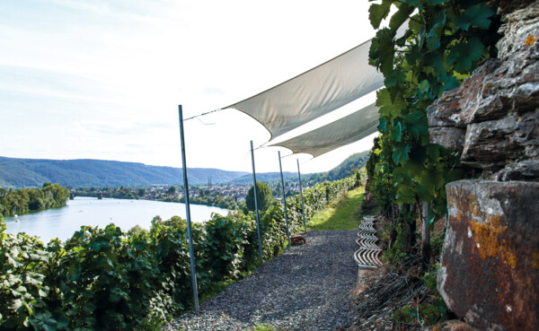 © Koblenz-Touristik GmbH, Johannes Bruchhof Weinberg "Marienberg", im Hintergrund die Mosel und der Koblenzer Stadtteil Güls  © Koblenz-Touristik GmbH, Johannes Bruchhof