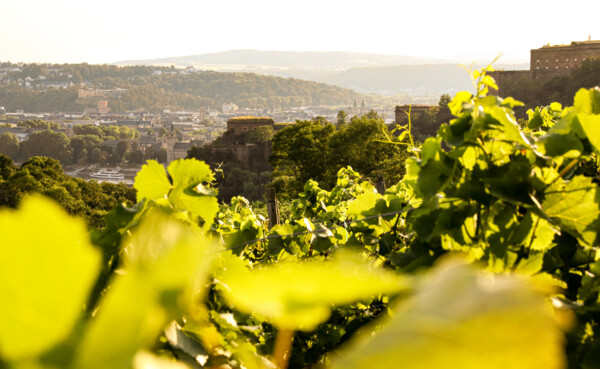 Blick über die Weinberge in Ehrenbreitstein auf die Festung Ehrenbreitstein  © Koblenz-Touristik GmbH  Blick über die Weinberge in Ehrenbreitstein auf die Festung Ehrenbreitstein  © Koblenz-Touristik GmbH